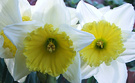 White Yellow Daffs 2