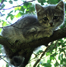 Wild Grey Kitten