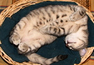 Wild Kitten Basket