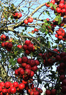 Winter Crabapple Tree