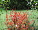 Winter Lawn Berberis