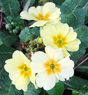 Winter Lemon Primrose