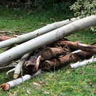 Wood Logs