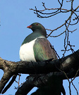 Wood Pigeon Winter