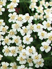 Yarrow Weed