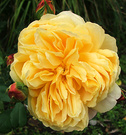 Yellow Creamy Rose