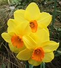 Yellow Daffodils Three