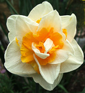 Yellow Frills Daffodil