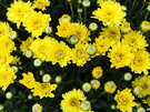 Yellow Mums Pot