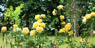 Yellow Roses Paddock