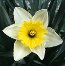 Yellow Spring Flower