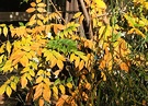 Yellow Wisteria Fall