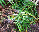 Agapanthus Plants