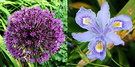 Allium Iris Blue