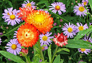 Aster Straw Flower