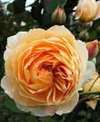 Austin Pastel Rose