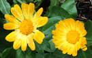 Autumn Calendula Colour