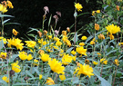 Autumn Yellow Flowers