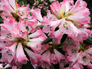 Azalea Pink First