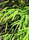 Bamboo Leaves