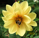 Bee Dahlia Lemon