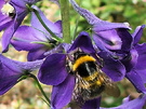 Bee Delphinium Blue