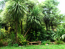 Bench Cordylines