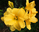 Big Yellow Daylily