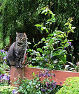 Birch Tabby Post