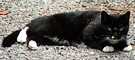 Black Cat Kaya
