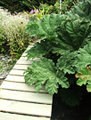 Blocked Bridge Gunnera
