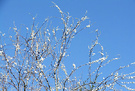 Blossom Blue Sky