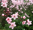 Blossom Mid Pink