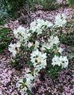 Blossom Mulch Rhodo
