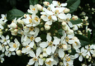 Blossom White Orange