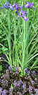 Blue Ajuga Iris
