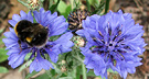 Blue Bee Cornflower