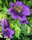 Blue Campanula