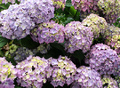 Blue Hydrangea Bloom