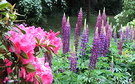 Blue Lupin Rhododendron