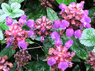 Blue Rockery Flowers