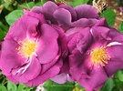 Blue Rose Flowers