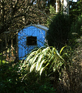 Blue Shed Foliage