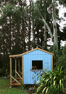 Blue Shed Phormium