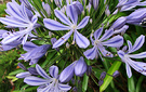 Blue Species Agapanthus