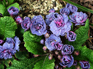 Blue Spring Primrose