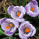 Blue Stripes Crocus