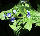 Blue Weed