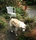 Bored Dog Grasses