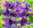 Bract Blue Salvia